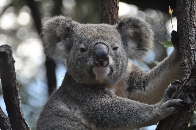 koala-843306-1280[1]