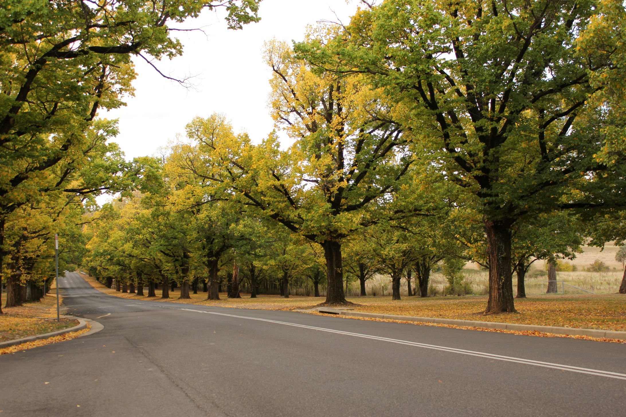 Local | Armidale - A Vibrant Regional Hub